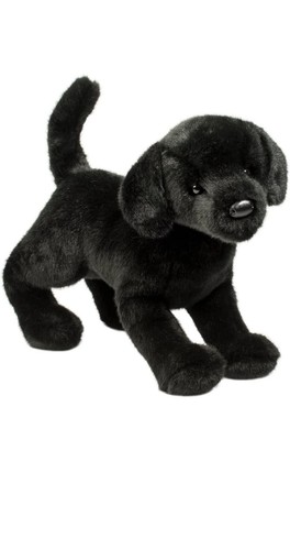 Douglas chester black - lab, dog