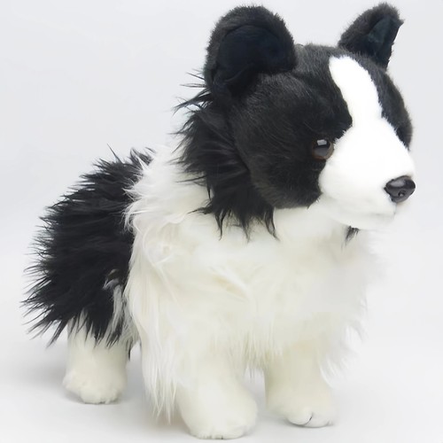 Dougles chase border collie - border,