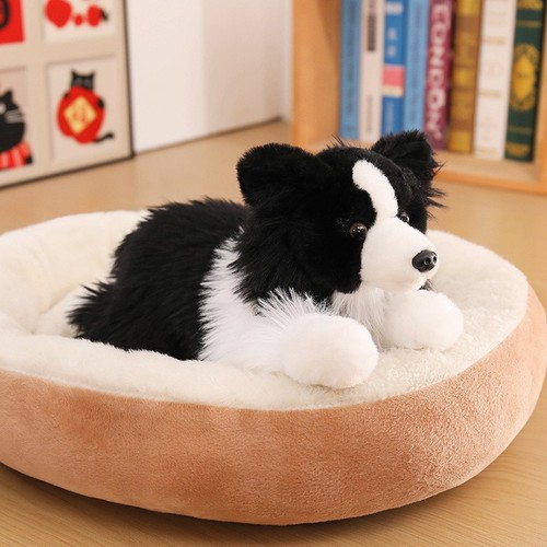 Dougles chase border collie - dougles,