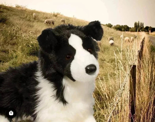 Dougles chase border collie - dougles,