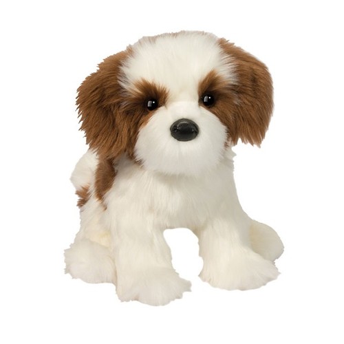 Douglas farren shih tzu - douglas,