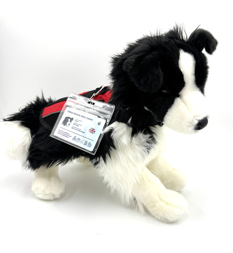 Douglas chase border collie - chase,