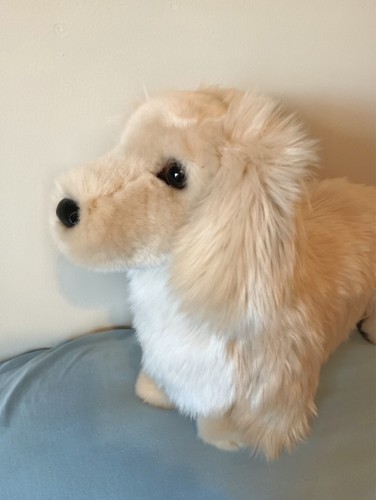 New haisley golden dachshund - new,