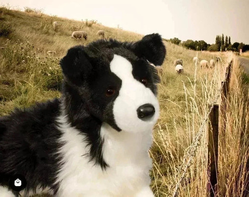 Dougles chase border collie - dougles,