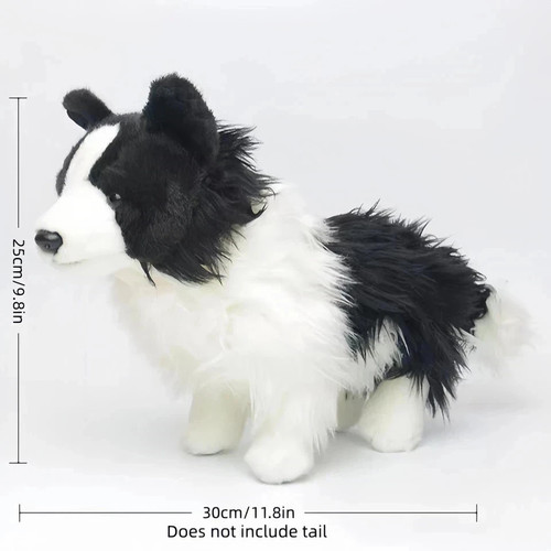 Dougles chase border collie - chase,